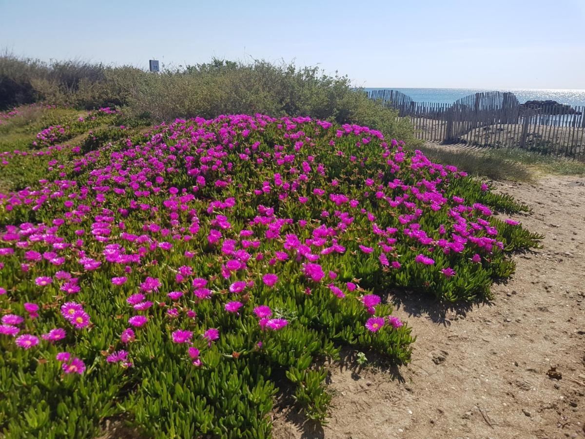 La Rose Des Sables, T2 A La Mer, Terrasse Et Garage Frontignan Ngoại thất bức ảnh